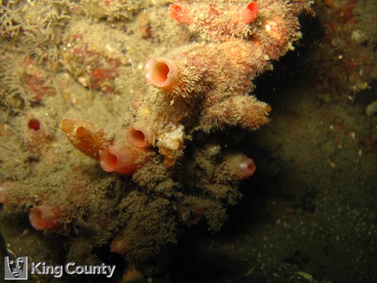 Photo of Pyura haustor